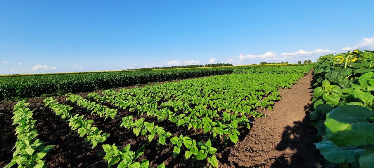 Нові дані FAO: до 2100 року пшениця може втратити половину земель