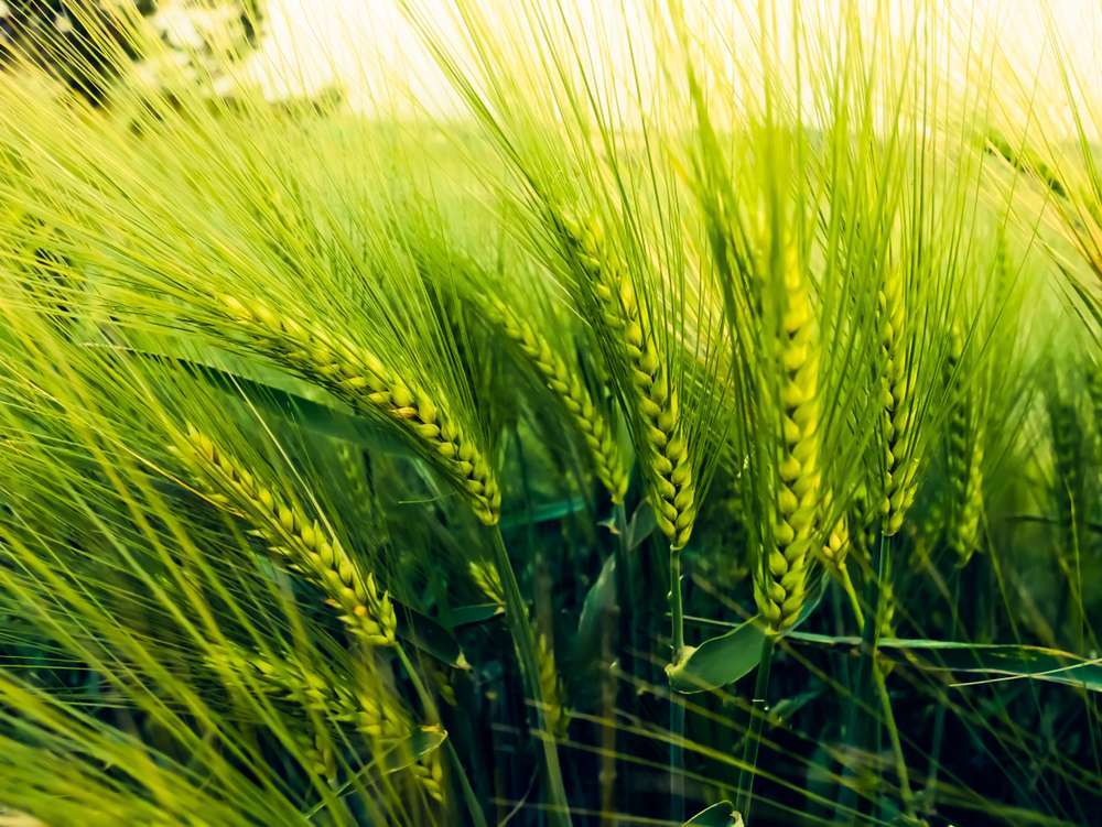 В Україні стартує збиральна кампанія ячменю — ASAP Agri