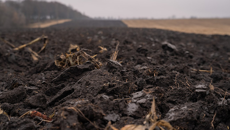 Посівна 2025: засіяно понад 4 млн га озимих культур