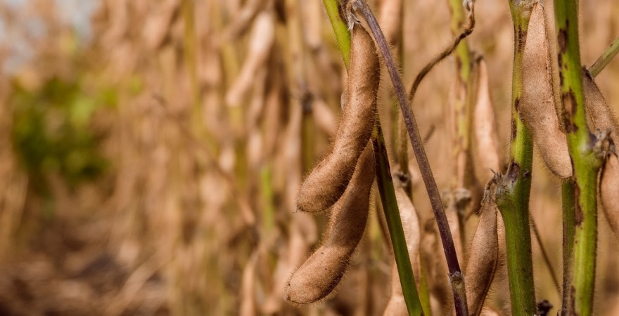 Бразилія встановить нові рекорди у виробництві та експорті сої у 2025/26 МР