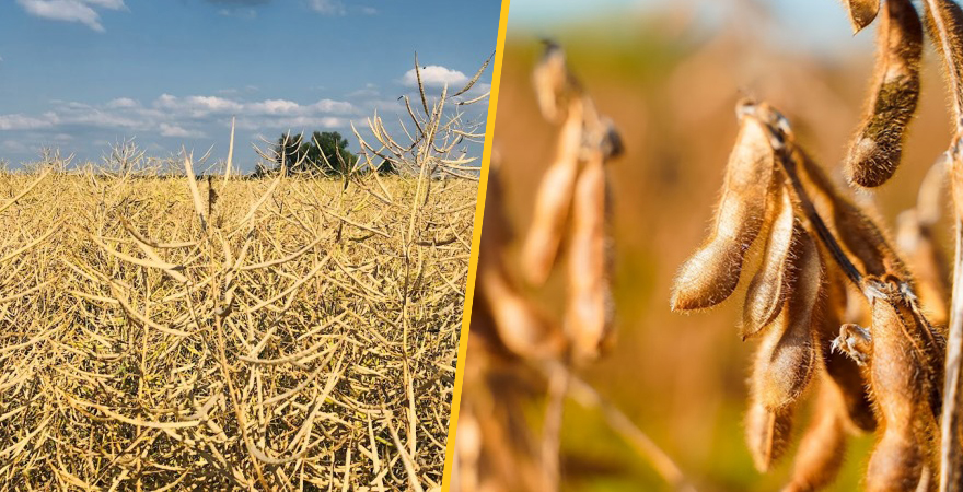 USDA підвищив прогноз світового виробництва ріпаку, що компенсує зниження виробництва соняшника та підвищить прогноз світового виробництва олійних культур