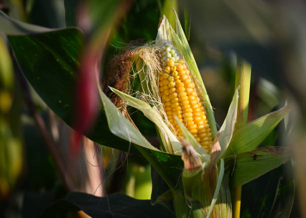 USDA знизив прогноз врожаю кукурудзи в Україні на 3 млн т, що трохи погіршило світовий баланс