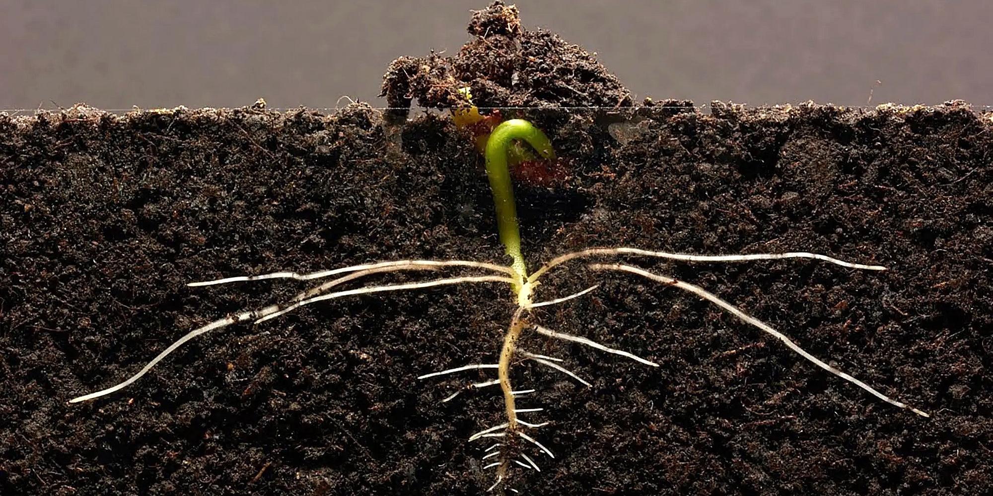 Озимі культури в Україні перейшли в фазу зимового спокою – Укргідрометеоцентр