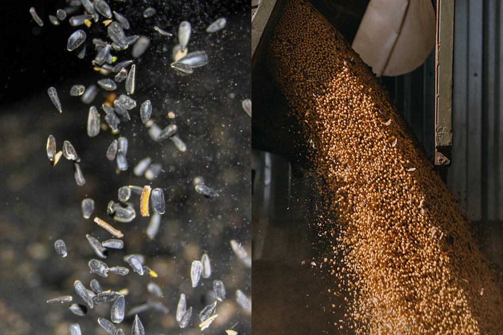 Урожай-2025. Україна друга в Європі за обсягами, але лише 18-та за урожайністю