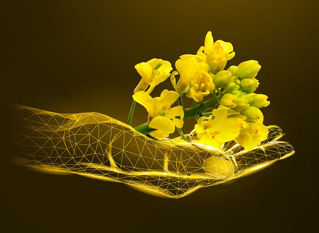 Експорт канадського зерна та олійних до ЄС може бути припинений через обмеження щодо пестицидів