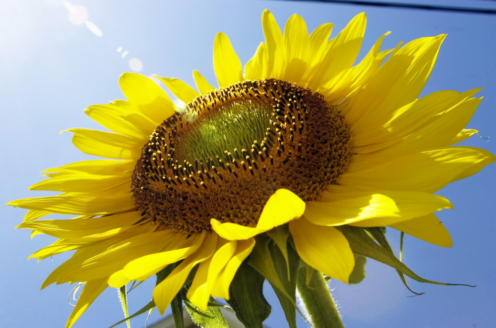 Аргентина готується до найбільшого врожаю соняшнику за майже 30 років