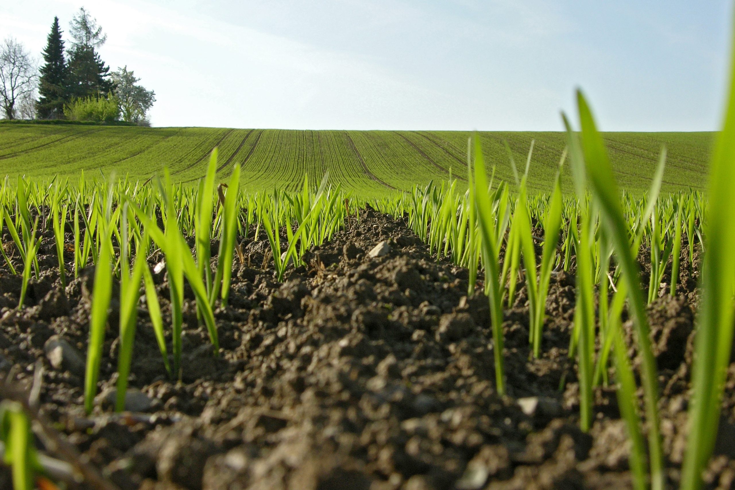 Посівна-2026 стартувала у 17 областях: аграрії вже засіяли майже 200 тис. га